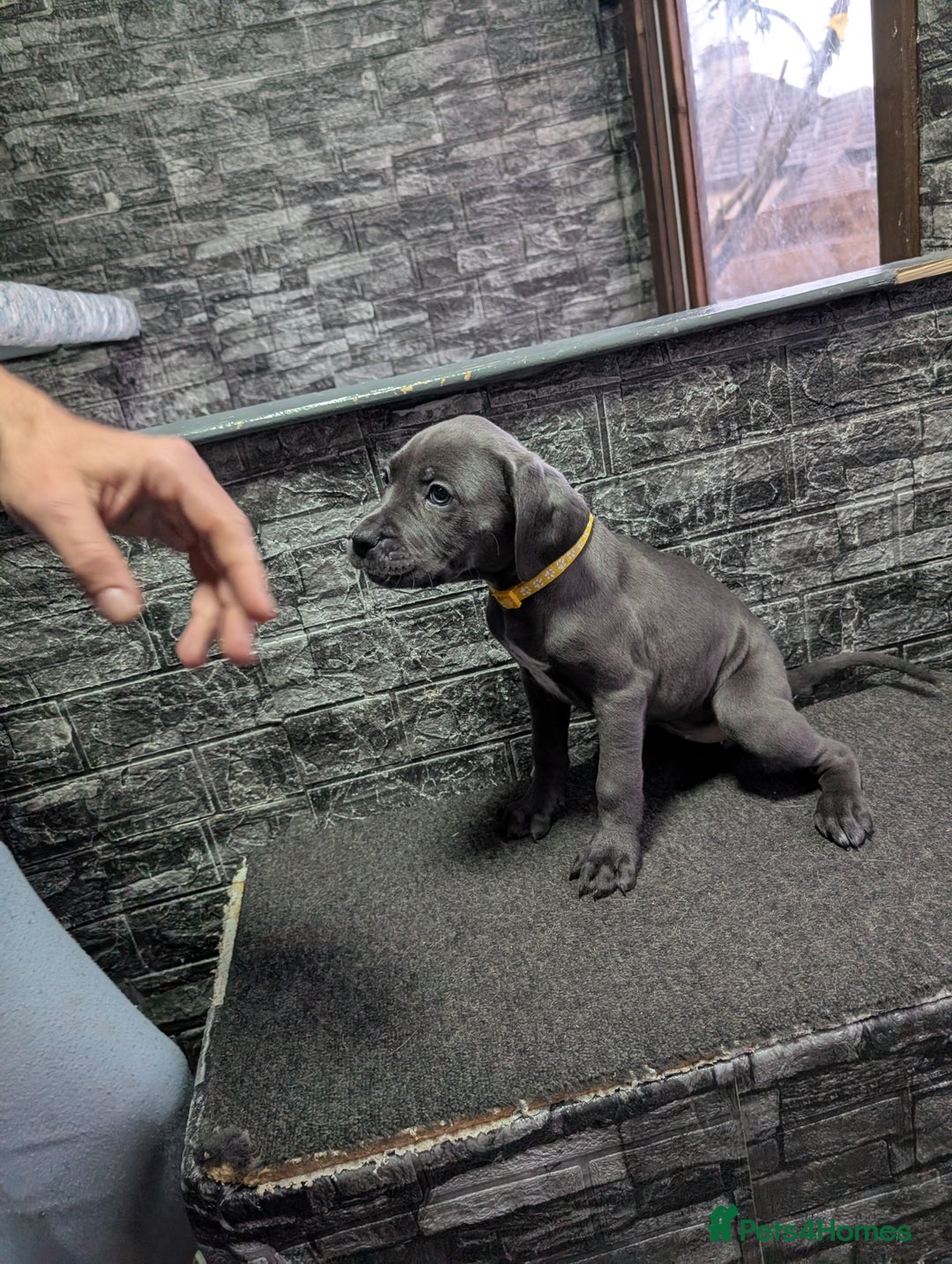 Cane Corso dogs for sale: Cane corso puppies  - Advert 12
