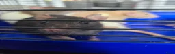 Rat rodents for sale: 4 girl rat for sale - Advert 8