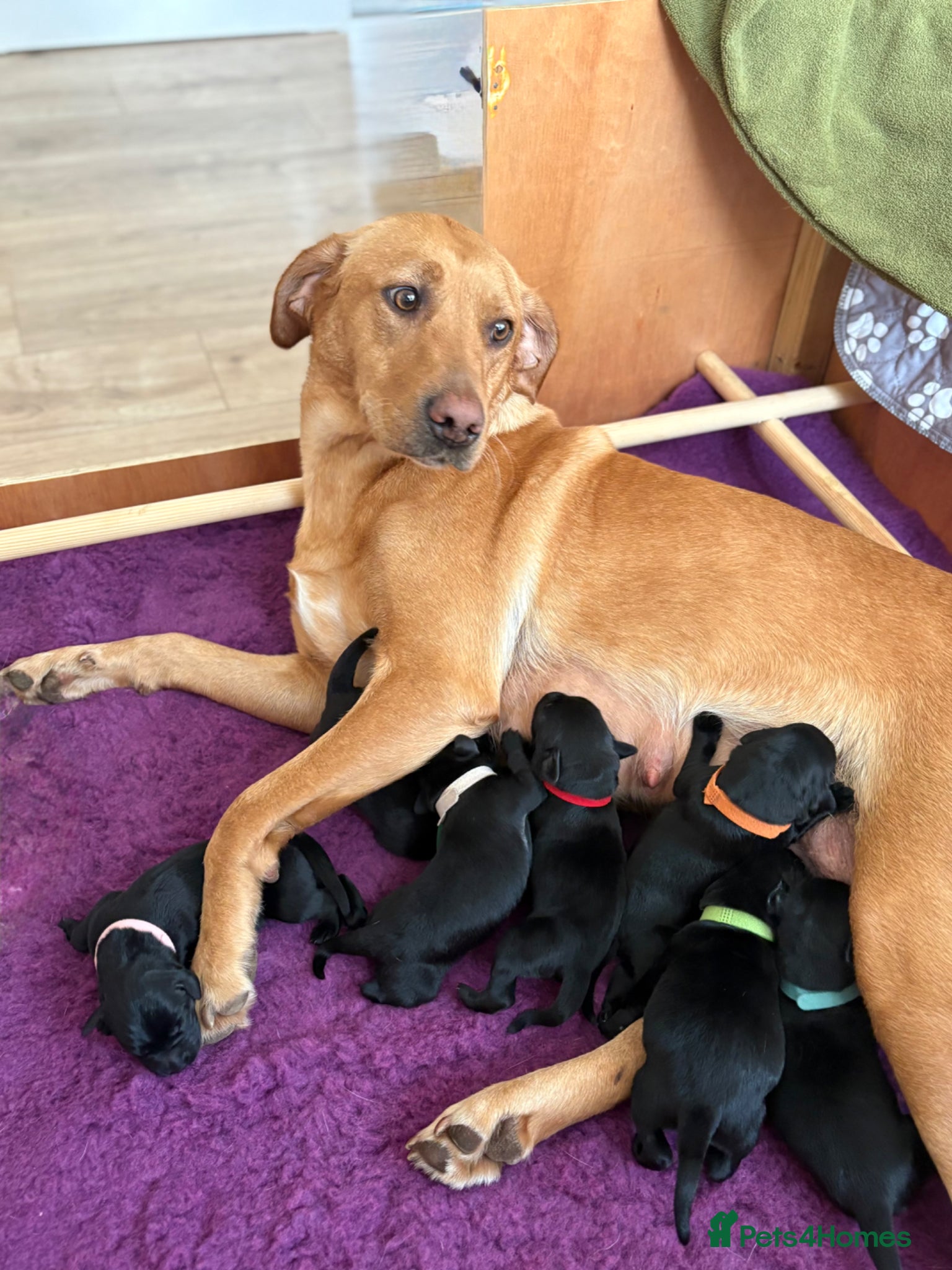 Labrador Retriever dogs for sale: KC Registered Black Labradors 🐾 - Advert 1