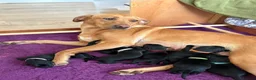 Labrador Retriever dogs for sale: KC Registered Black Labradors 🐾 in Guisborough - Advert 1