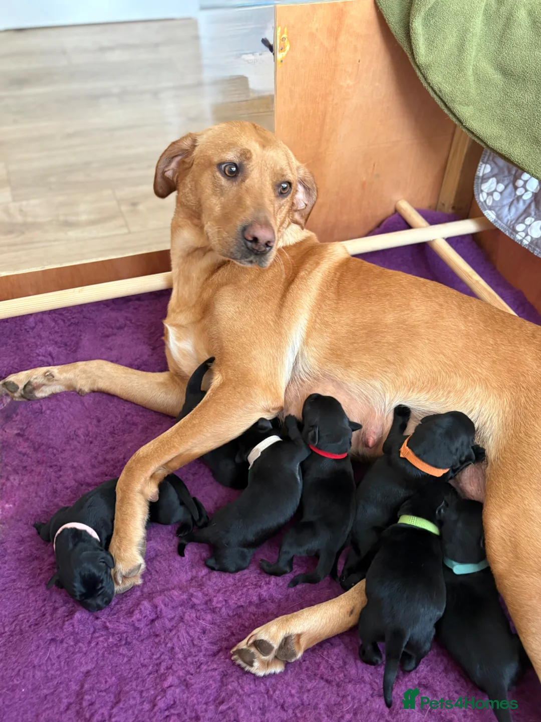 Labrador Retriever dogs for sale: KC Registered Black Labradors 🐾 in Guisborough - Advert 1