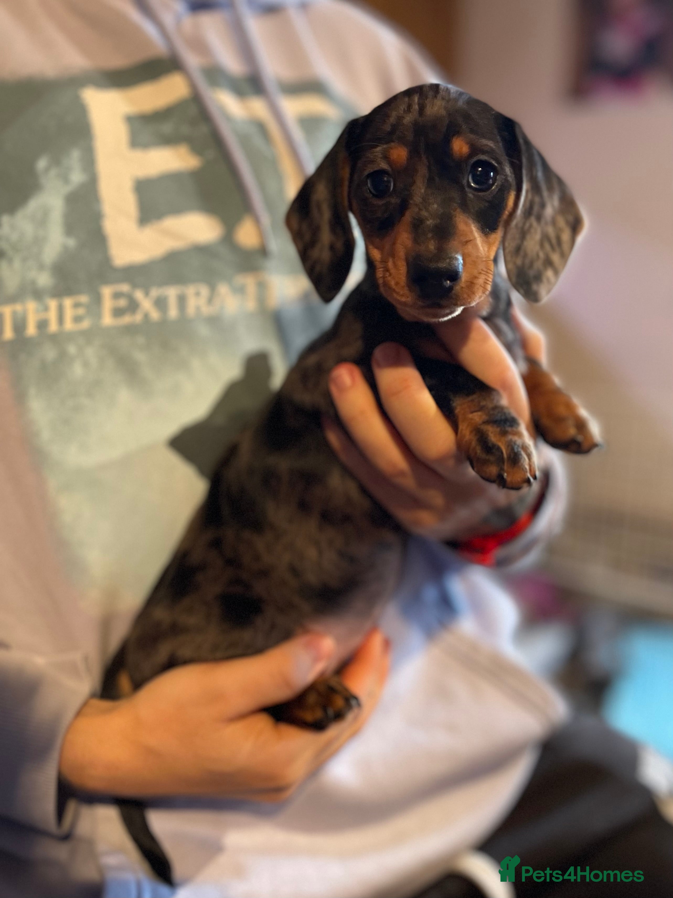 Miniature Dachshund dogs Stunning Pedigree KC Registered ready from 21 Dec - Advert 17