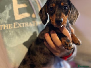 Miniature Dachshund dogs Stunning Pedigree KC Registered ready from 21 Dec - Advert 17