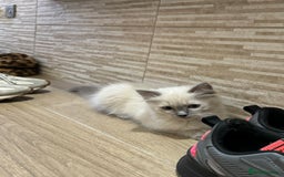 Ragdoll cats for sale: Ragdoll kitten 🤍 - Image 1