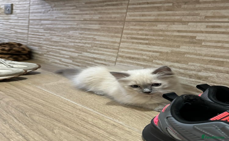 Ragdoll cats - Advert 12