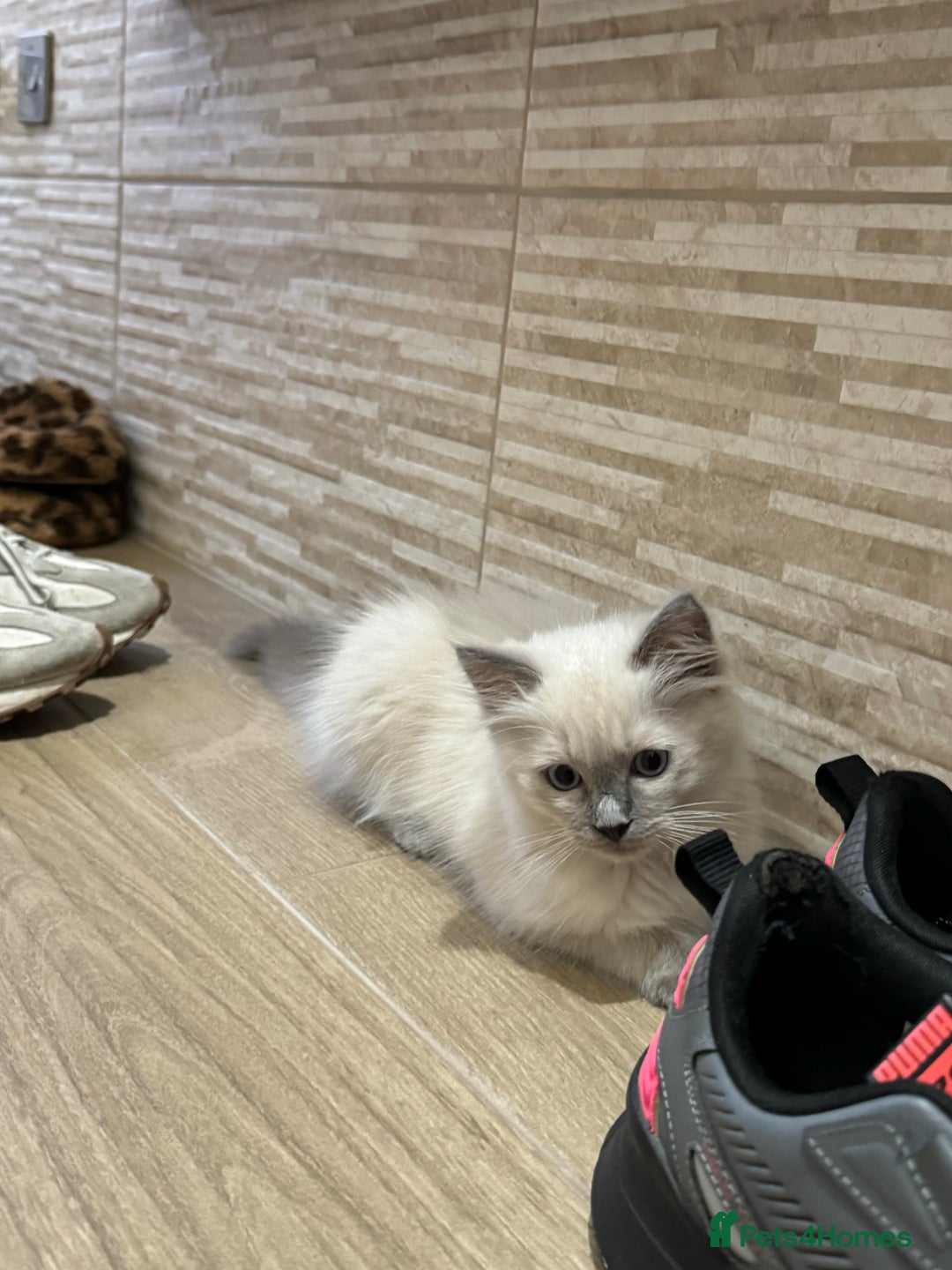 Ragdoll cats for sale: Ragdoll kitten 🤍 - Image 1