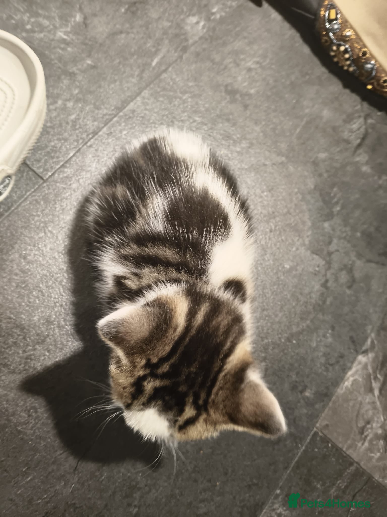 Mixed Breed cats for sale: Gorgeous Tabby Kittens - 3 Left - Advert 11