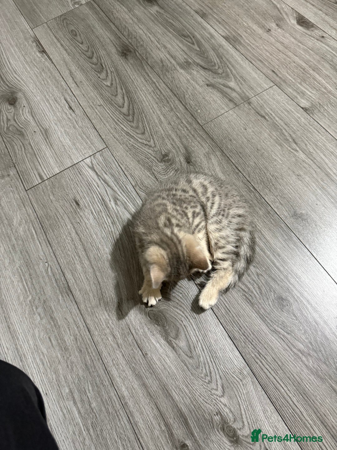 British Shorthair cats for sale: BSH Kitten Bean - Image 26