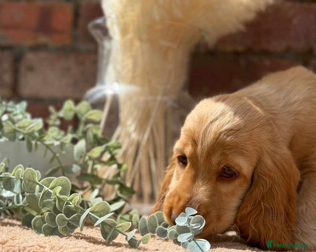 Cocker Spaniel dogs for sale: Show cocker spaniel in Bradford - Image 17