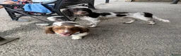 Dachshund dogs for sale: Dacshund 1.5Years old Male - Advert 19