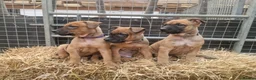 Mixed Breed dogs for sale: Dutch herder/bull herder - Advert 4