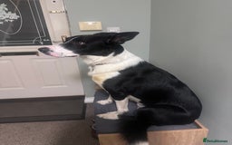 Border Collie dogs for sale: 3 Year old Border Collie  - Image 4