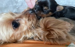 Yorkshire Terrier dogs for sale: Gorgeous Tiny Yorkshire terrier puppy  - Image 7
