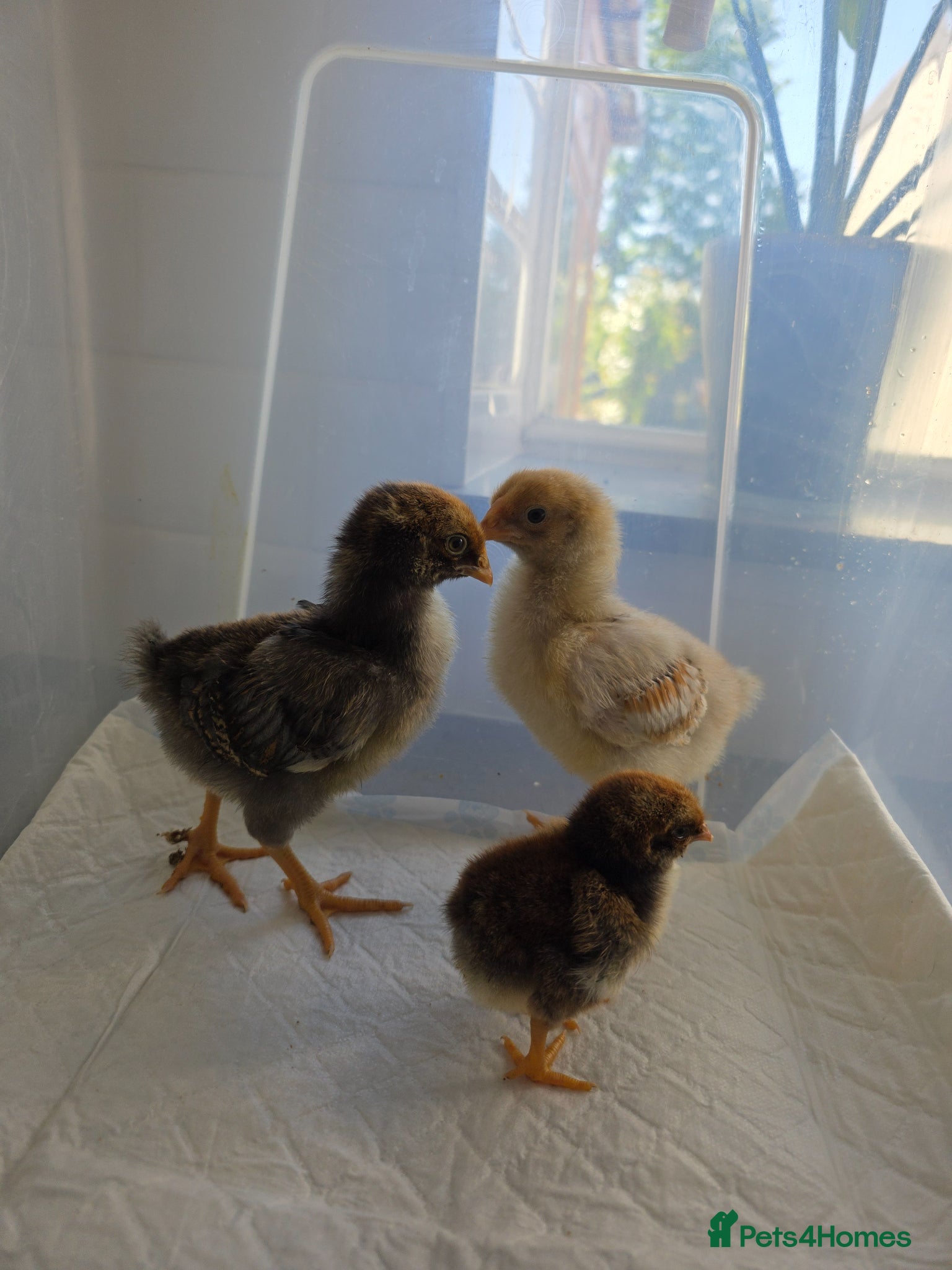Chickens poultry 3 x LF laced wyandotte chicks - Advert 17