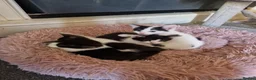 Mixed Breed cats for sale: Playful kittens looking for their furrever homes - Advert 5
