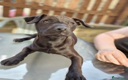 Patterdale Terrier dogs for sale: 1 year old Male Patterdale - Image 4