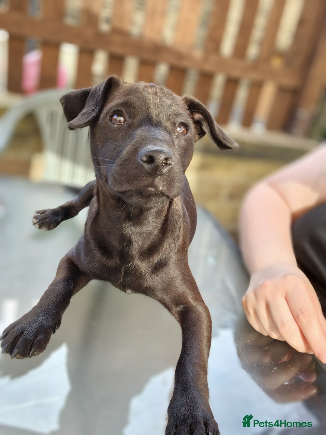 Patterdale Terrier dogs for sale: 1 year old Male Patterdale - Image 4