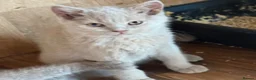 British Shorthair cats for sale: GCcf BSH two boys  - Advert 4