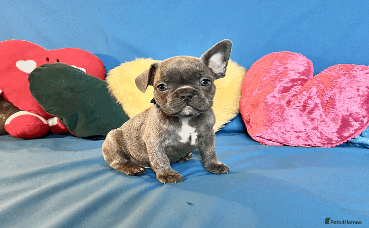 French Bulldog dogs - Advert 12