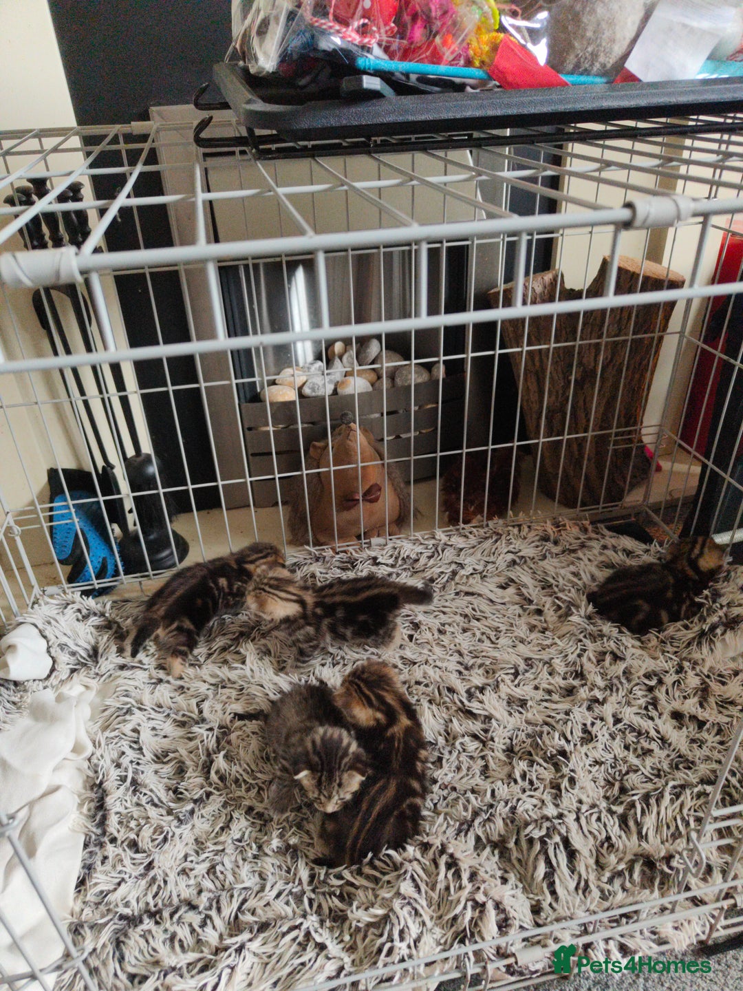 Savannah cats for sale: Savannah x Maine coon - Image 2