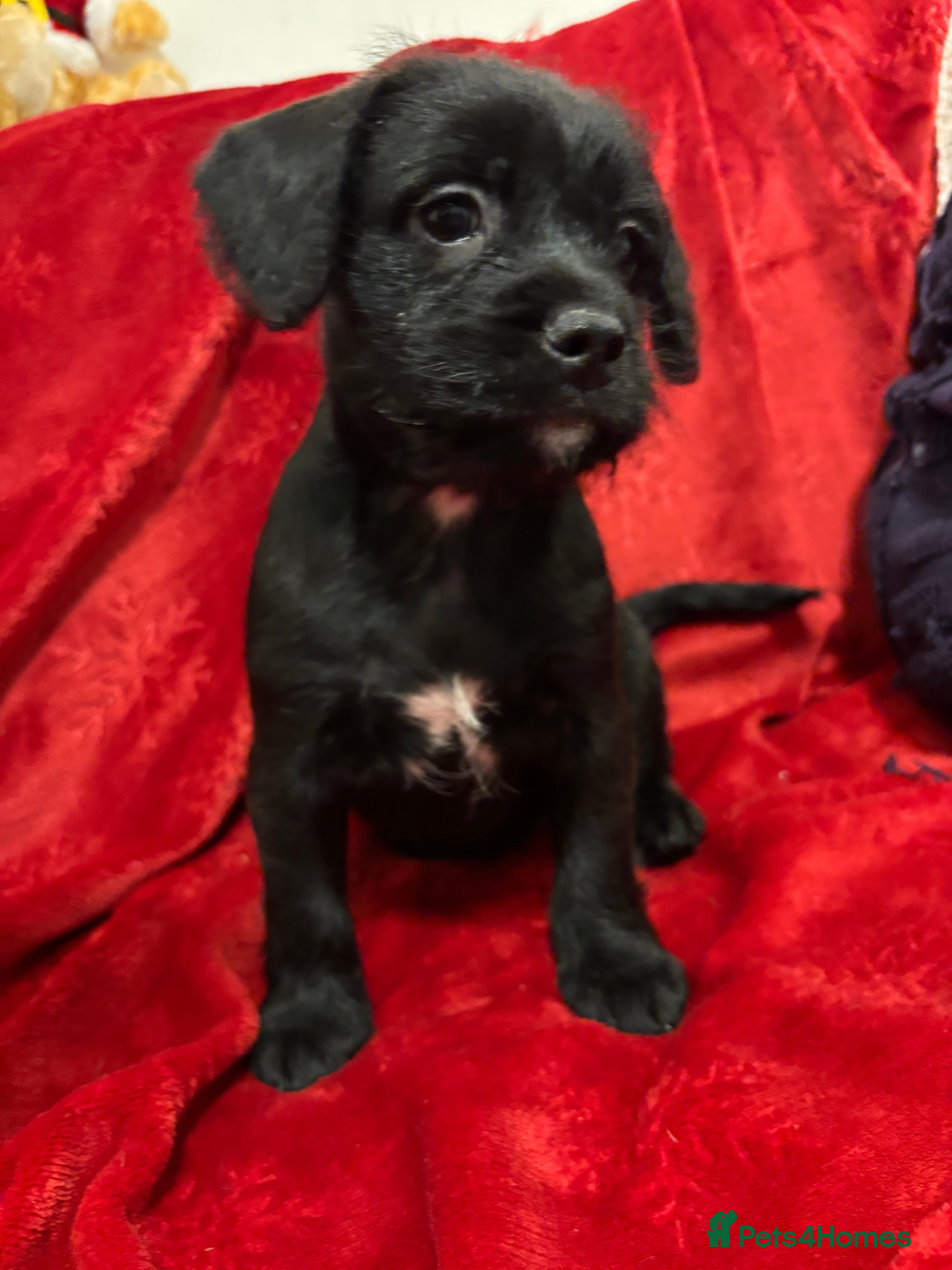 Mixed Breed dogs 💚❤️ READY TO LEAVE NOW ❤️💚 - Advert 7