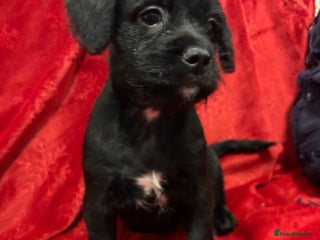 Mixed Breed dogs 💚❤️ READY TO LEAVE NOW ❤️💚 - Advert 15