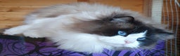 Ragdoll cats for sale: GCCF Reg. Ragdoll kittens Champion lines - Advert 13