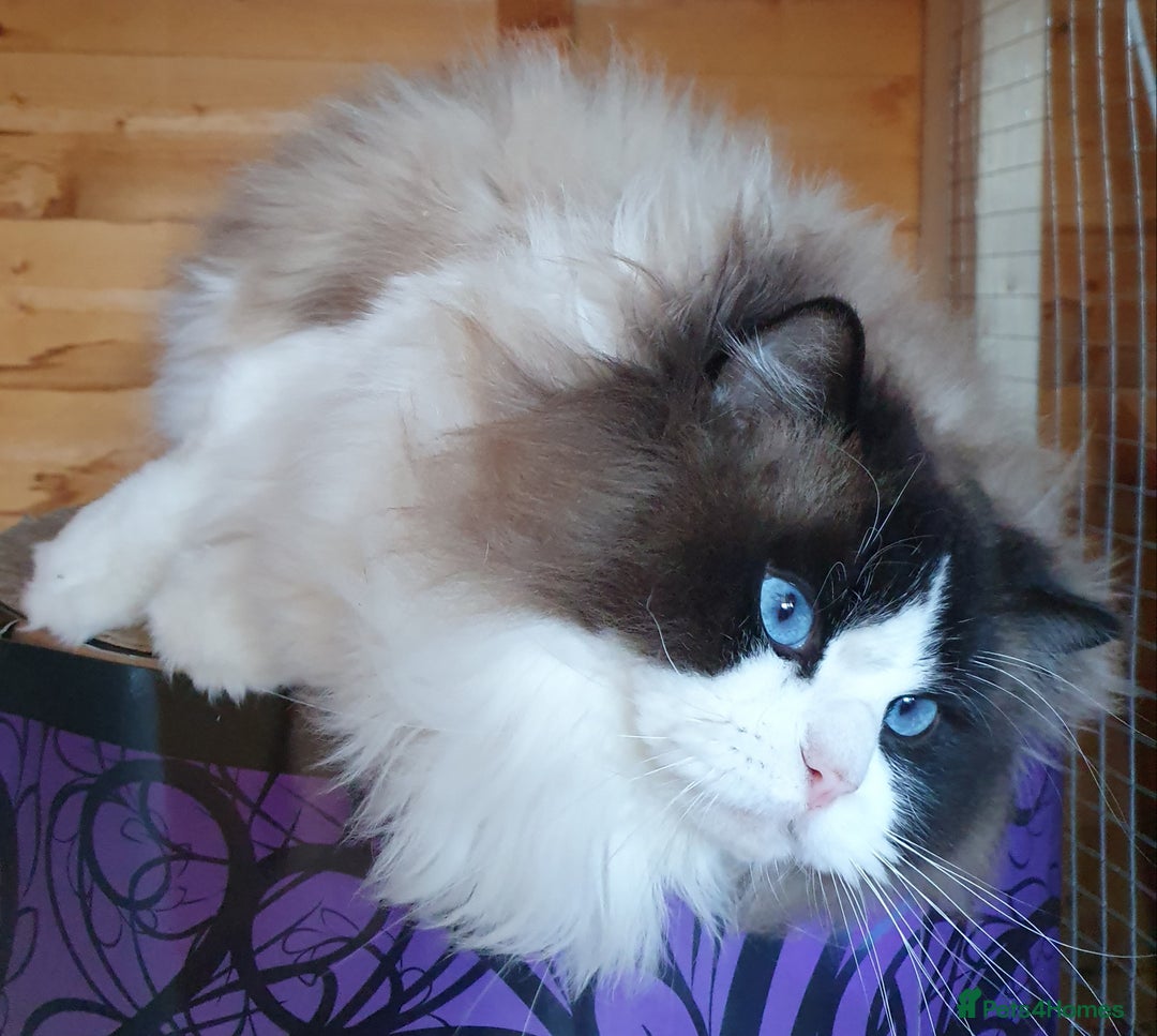 Ragdoll cats for sale: GCCF Reg. Ragdoll kittens Champion lines - Advert 13