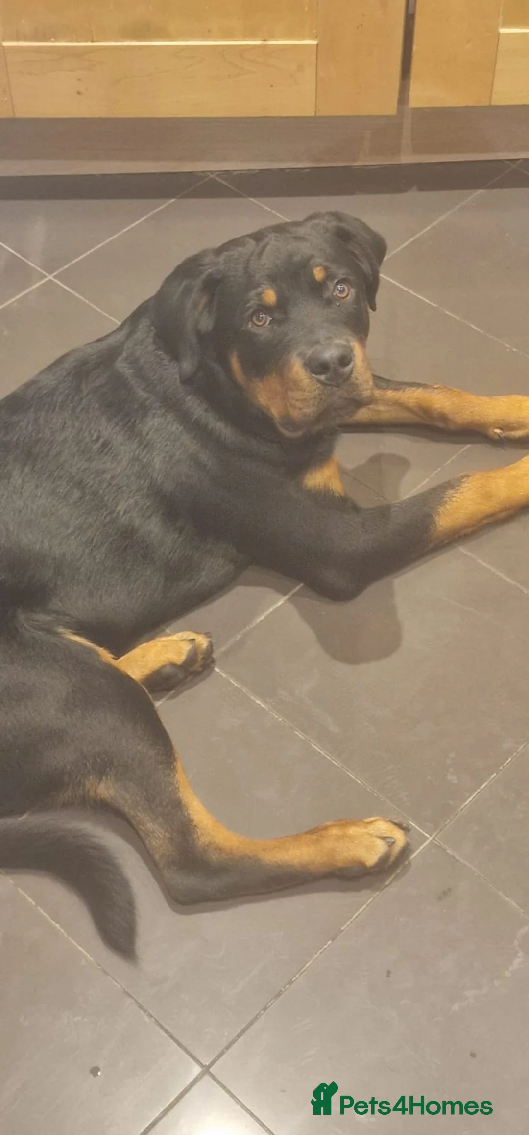 Rottweiler dogs for sale: Rottweiler male - Advert 2