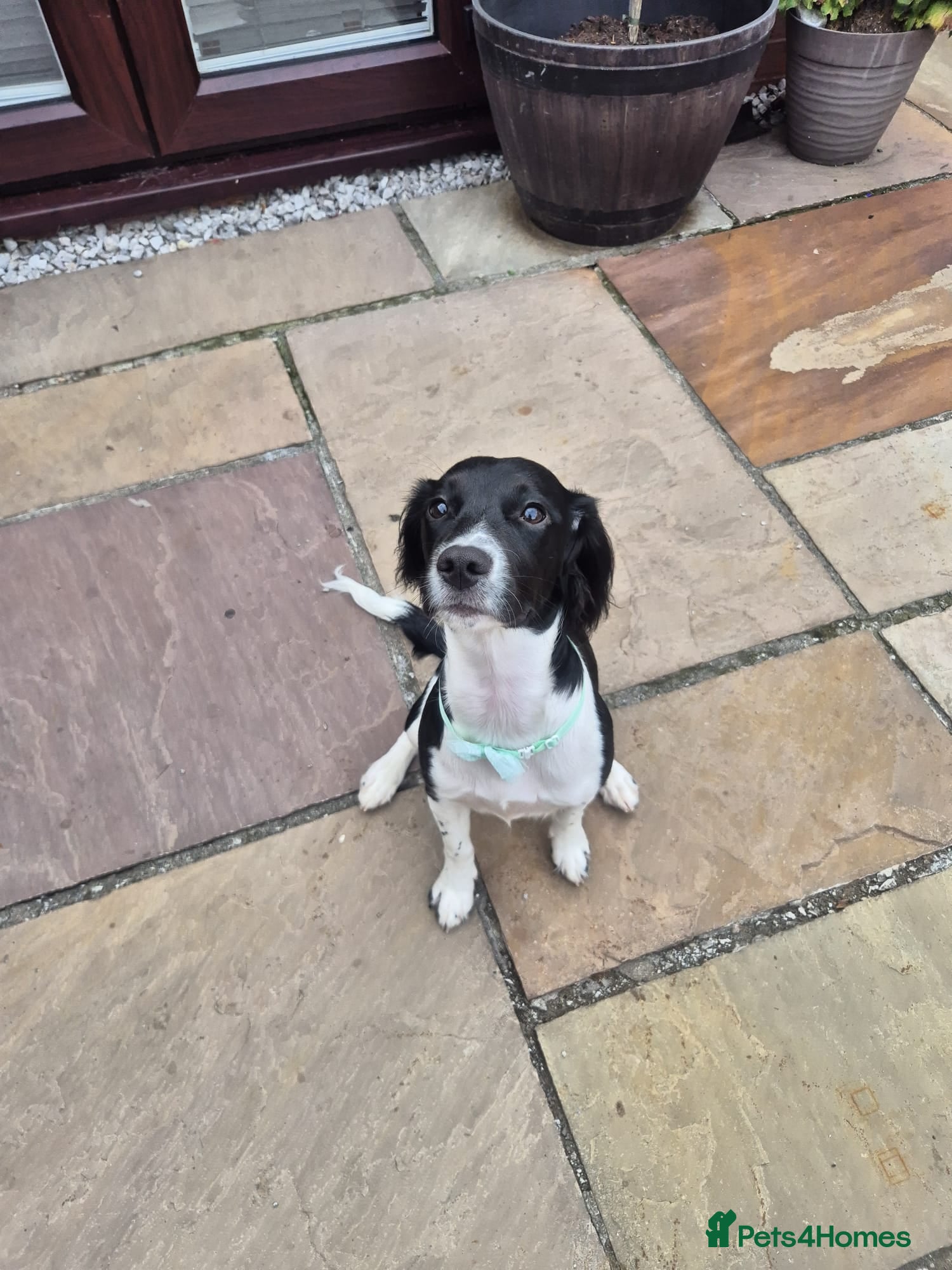 Sprocker dogs 🐾 Beautiful 8-Month-Old Sprocker Puppy  - Advert 8