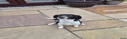 Sprocker dogs for sale: 🐾 Beautiful 8-Month-Old Sprocker Puppy  - Advert 1