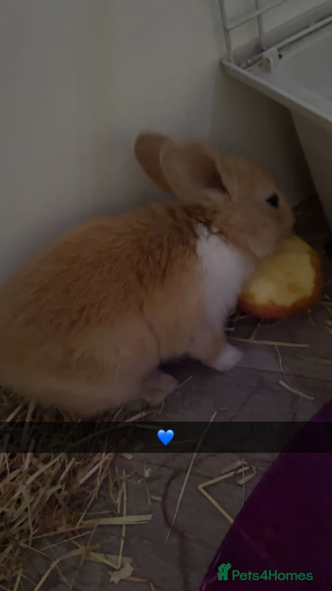 Mixed Breed rabbits for sale: (Leonardo) magpie harlequin and dutch mixed kit in Tamworth - Advert 2
