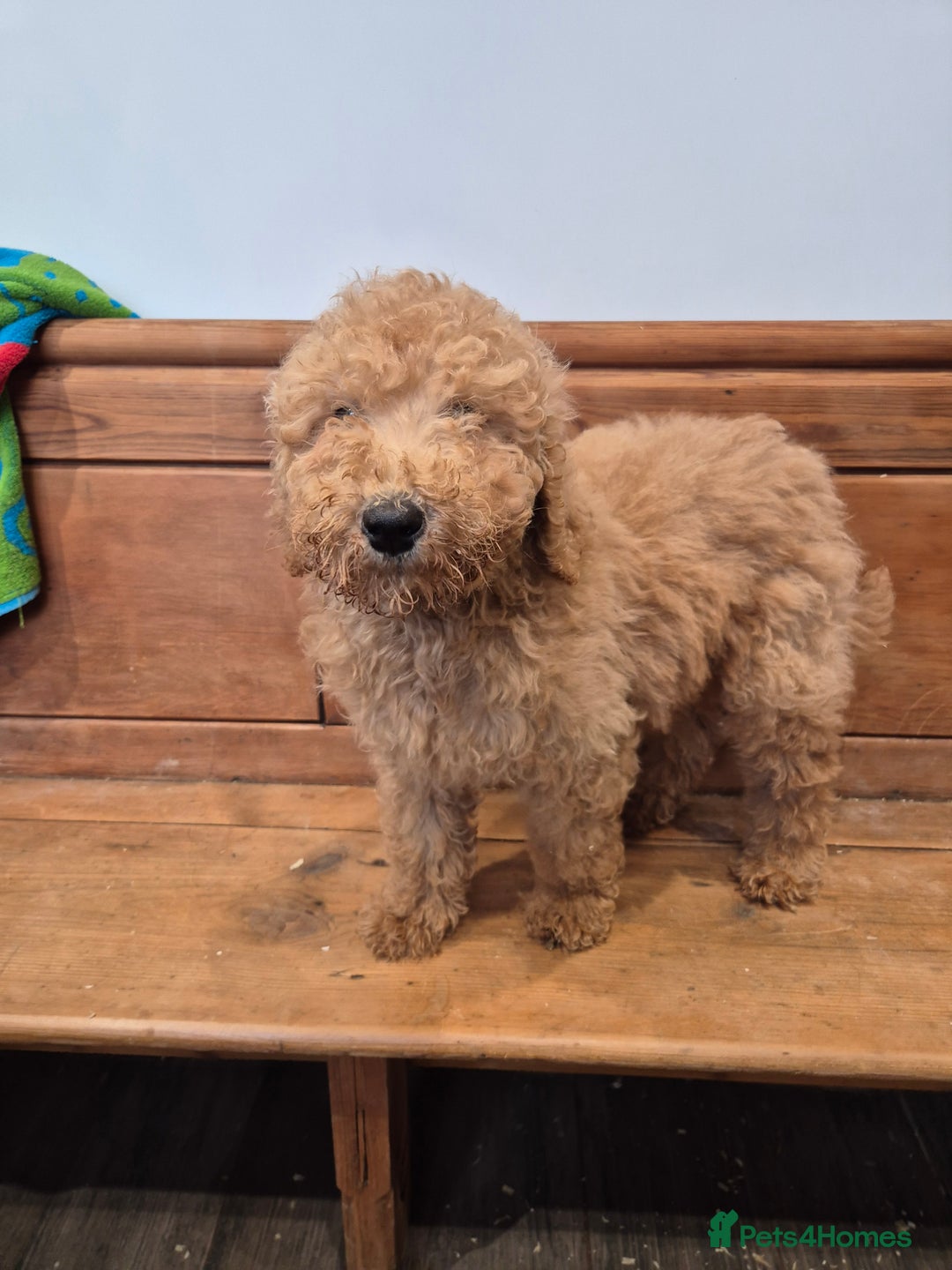 Standard Poodle dogs for sale: Standard Poodle  - Advert 2