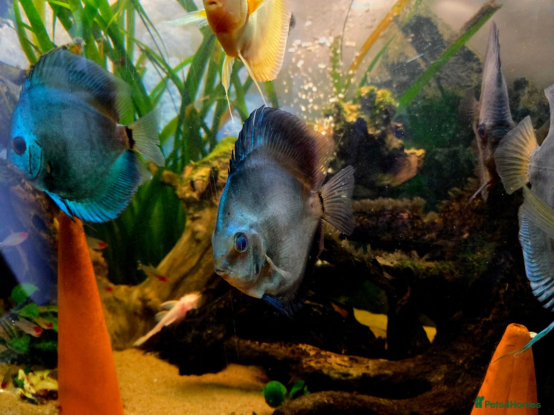 Killifish fish for sale: the fish that are in the photo Read the descriptio - Advert 19