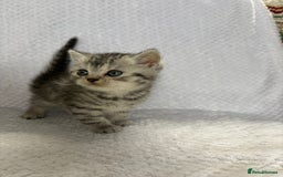 British Shorthair cats for sale: Gorgeous British shorthairs - Image 9