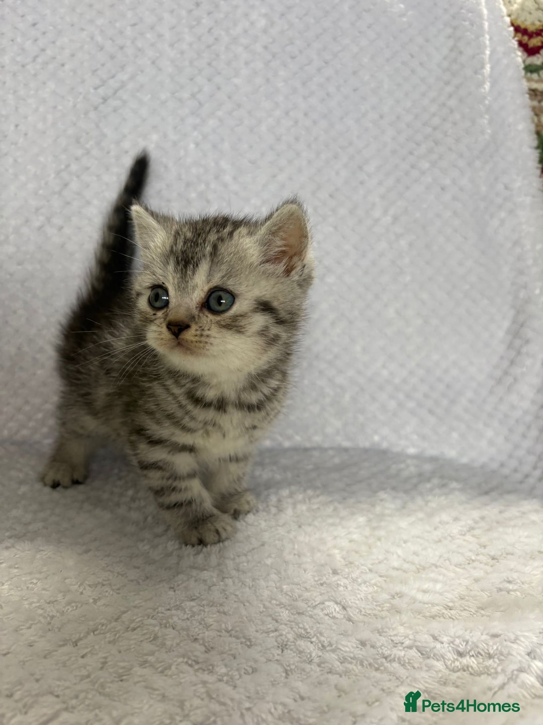 British Shorthair cats for sale: Gorgeous British shorthairs - Image 9