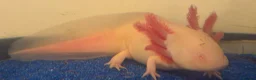 Axolotl reptiles for sale: Axolotl - Advert 9