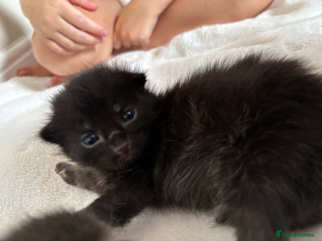 Maine Coon cats for sale: 5 bengal/maine coon kittens - Image 10