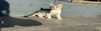 American Shorthair 2