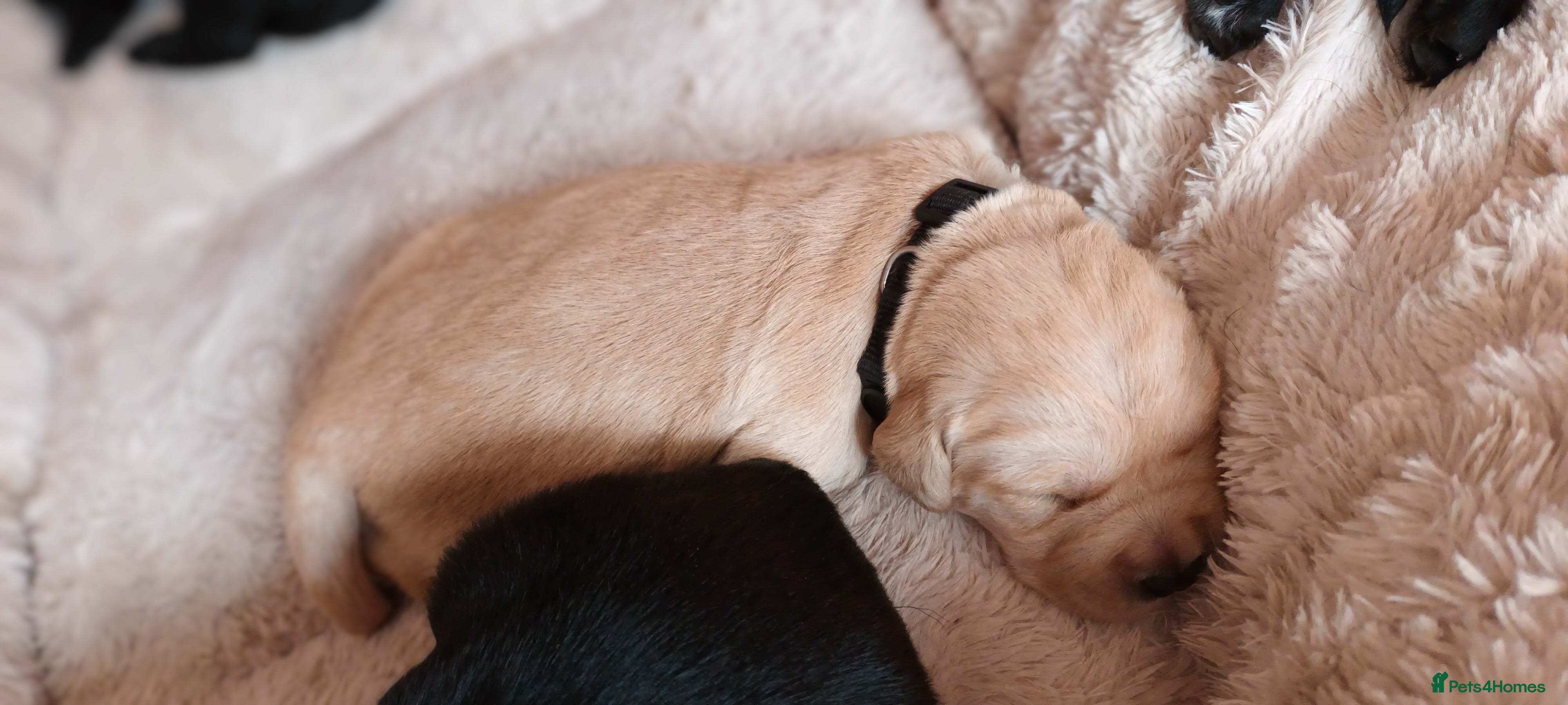 Goldador dogs for sale: Absolutely stunning Goldador puppies - Advert 2