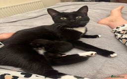 British Shorthair cats for sale: 2 babies ready to leave now  - Image 5