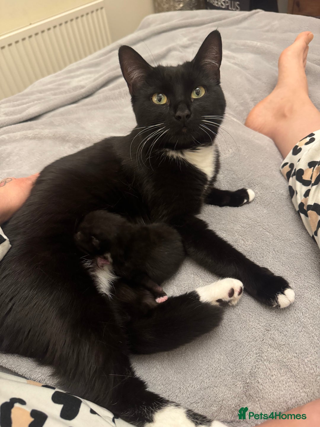 British Shorthair cats for sale: 2 babies ready to leave now  - Image 5