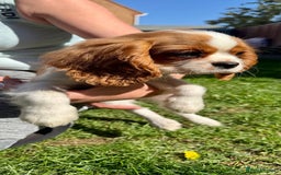 Cavalier King Charles Spaniel dogs for sale: CAVALIER KING CHARLES PUPPY – KC REG & DNA TESTED - Image 6