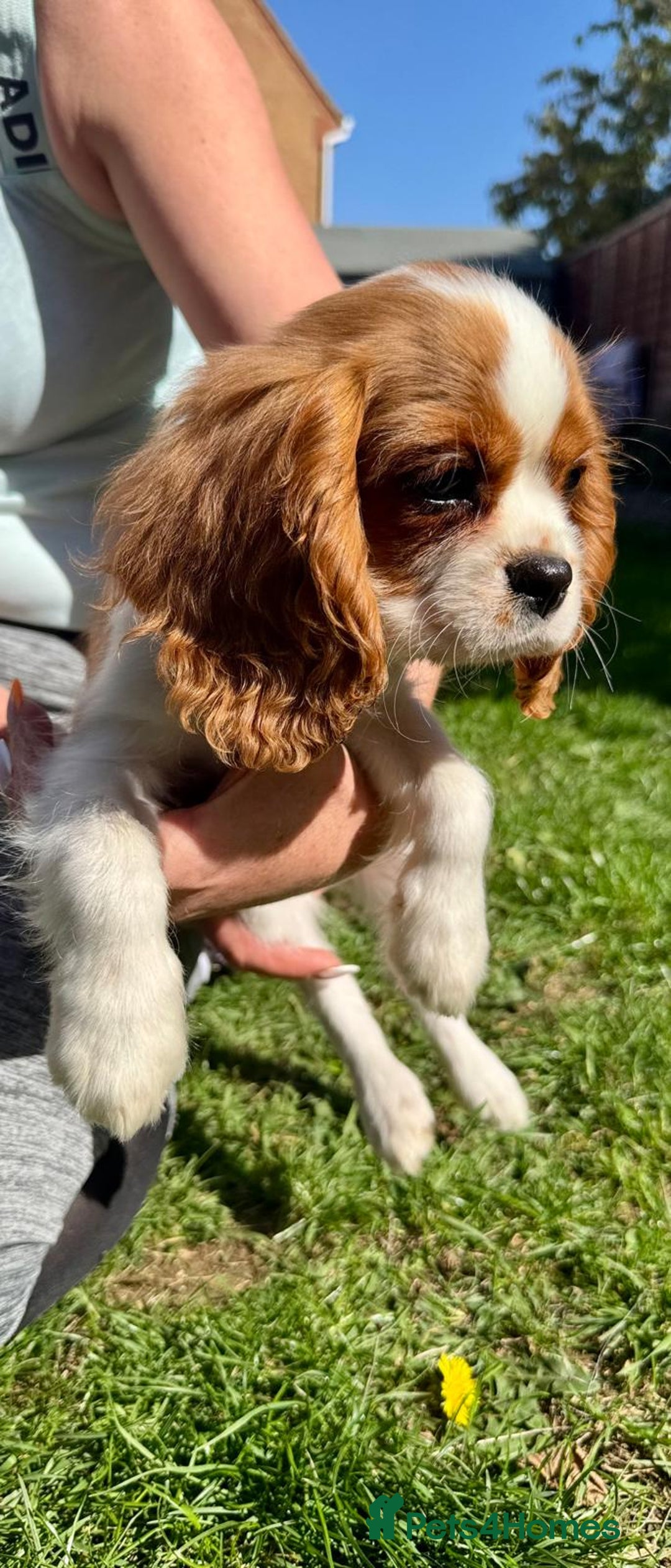 Cavalier King Charles Spaniel dogs for sale: CAVALIER KING CHARLES PUPPY – KC REG & DNA TESTED - Image 6