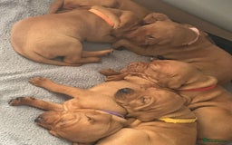 Mixed Breed dogs for sale: Vizla x Fox Red Lab (75/25) Puppies - Image 9