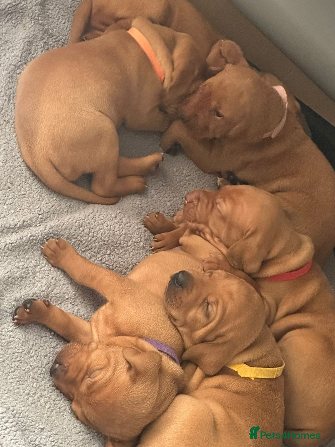 Mixed Breed dogs for sale: Vizla x Fox Red Lab (75/25) Puppies - Image 9