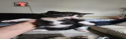 British Longhair cats for sale: Stunning British Kittens - Home Reared & Healthy - Advert 18