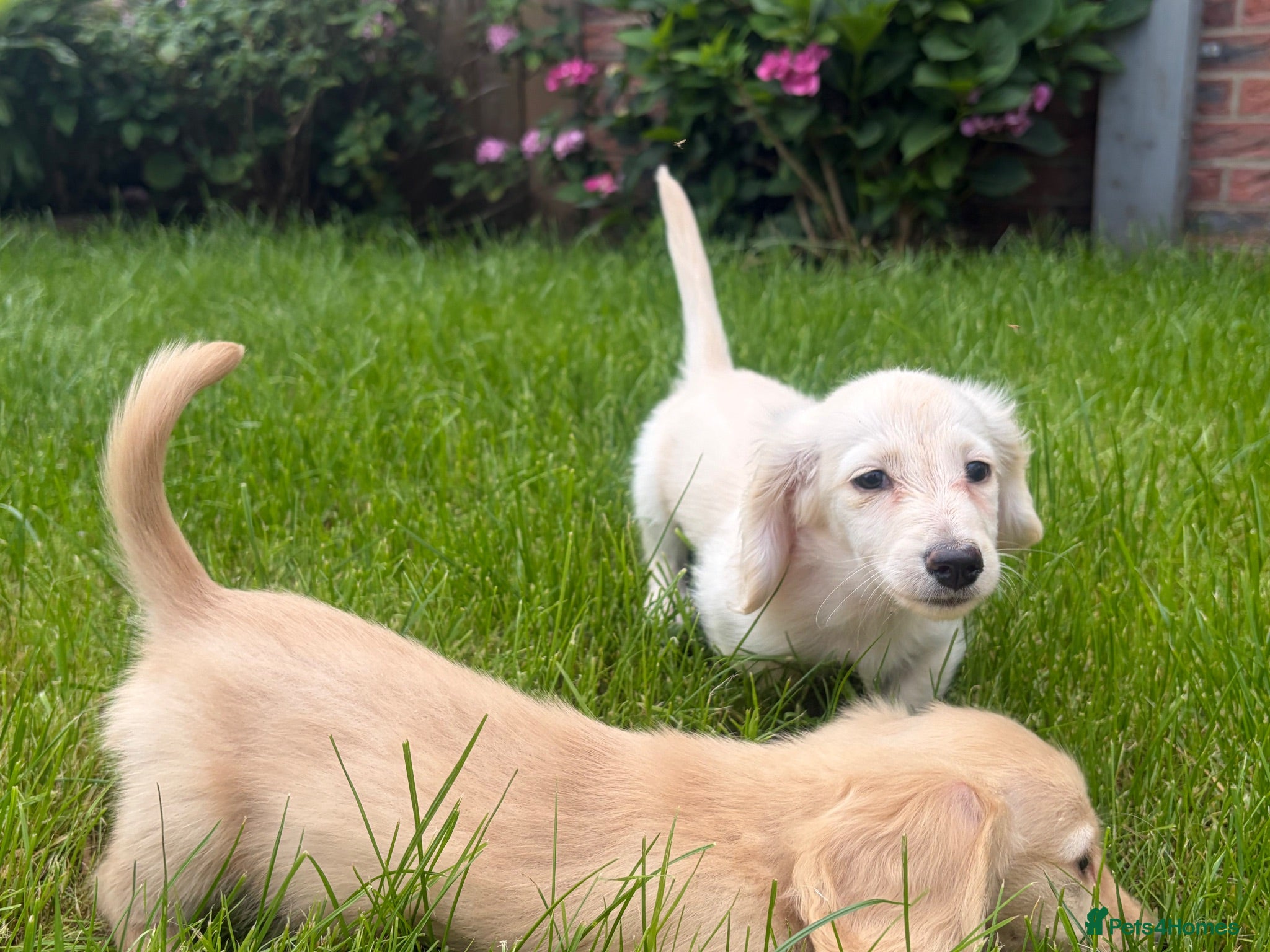 Miniature Dachshund dogs READY NOW Long coat Cream miniature dachshunds - Advert 13