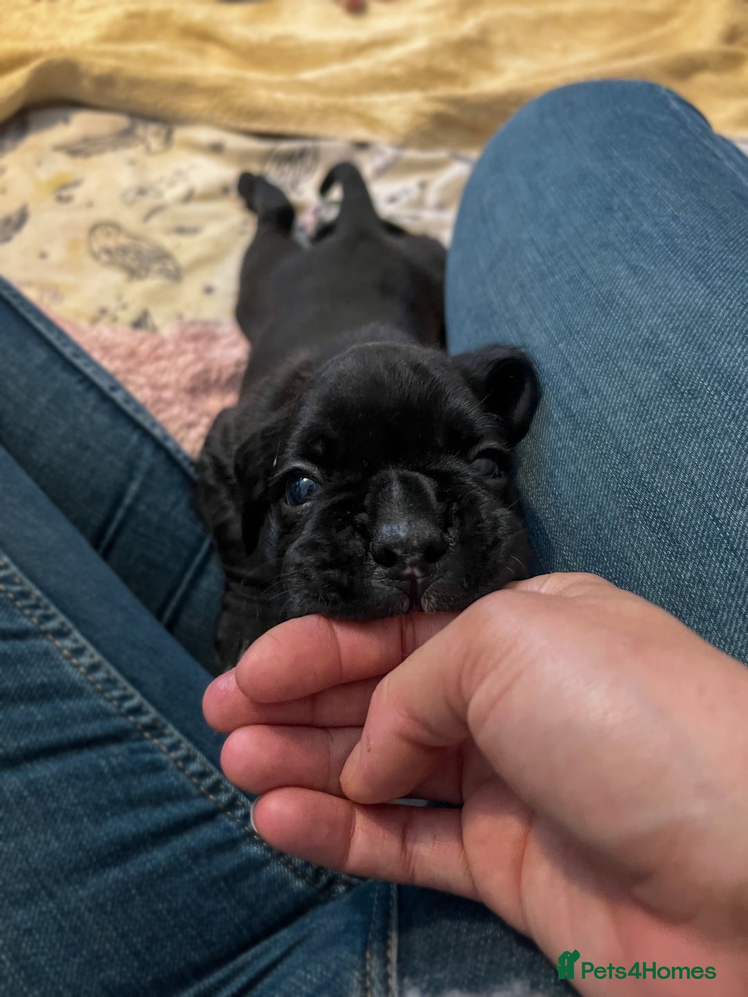 Boxer dogs for sale: Rare Beautiful KC registered puppies for sale  - Advert 11