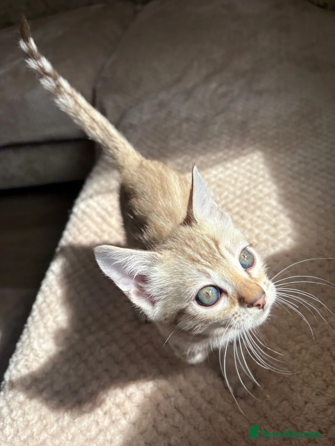 Bengal cats for sale: 3 little Bengal kittens looking for a forever home - Advert 2